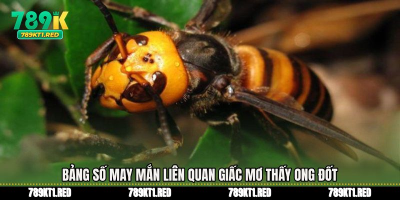 Bảng số may mắn liên quan giấc mơ thấy ong đốt