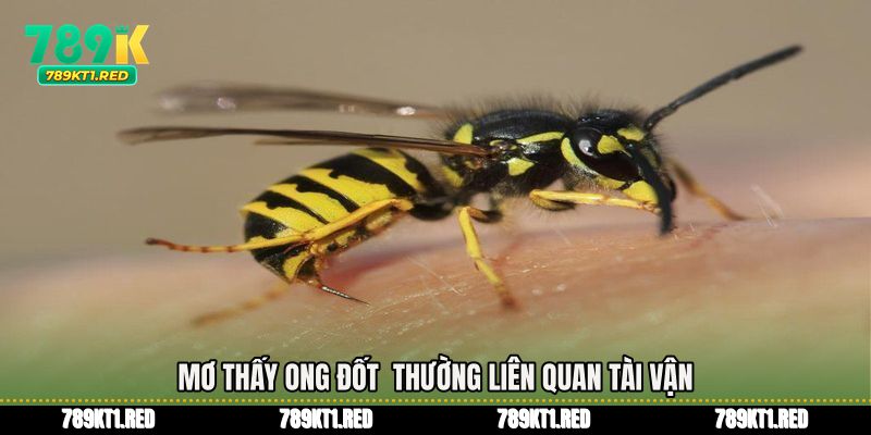Mơ thấy ong đốt thường liên quan tài vận